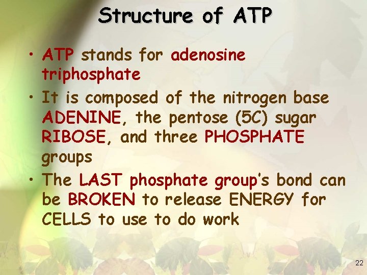 Structure of ATP • ATP stands for adenosine triphosphate • It is composed of
