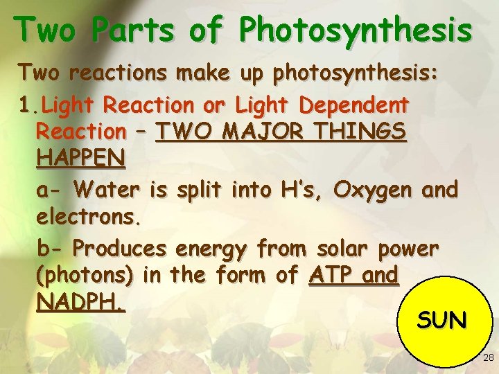 Two Parts of Photosynthesis Two reactions make up photosynthesis: 1. Light Reaction or Light