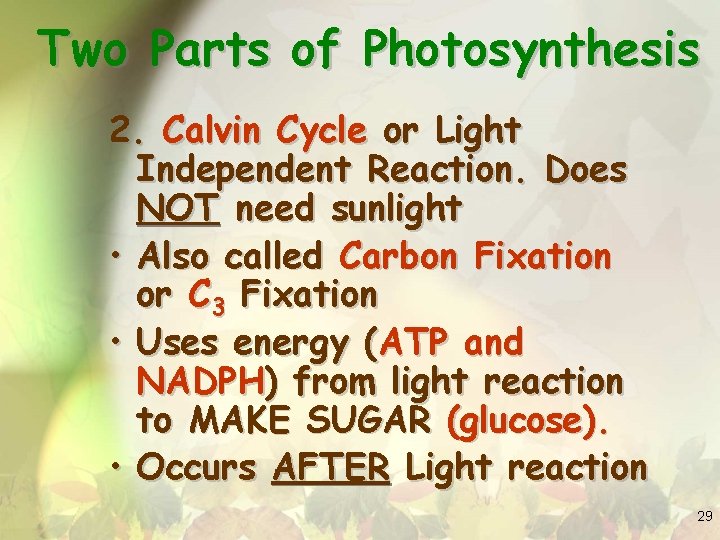 Two Parts of Photosynthesis 2. Calvin Cycle or Light Independent Reaction. Does NOT need
