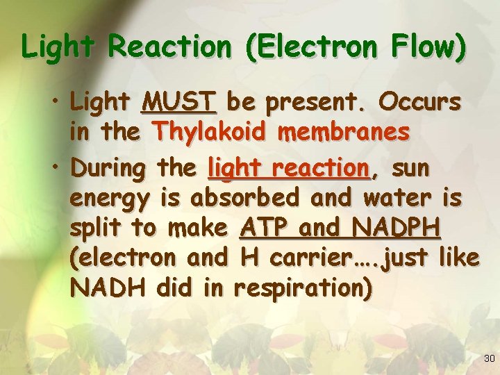 Light Reaction (Electron Flow) • Light MUST be present. Occurs in the Thylakoid membranes