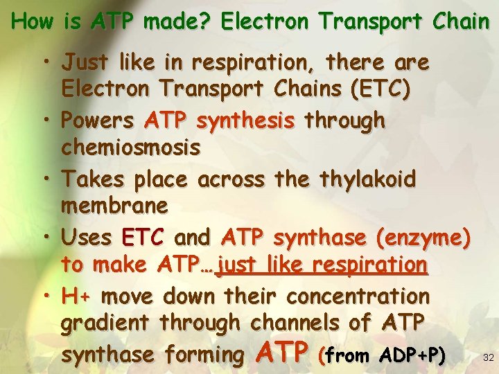 How is ATP made? Electron Transport Chain • Just like in respiration, there are