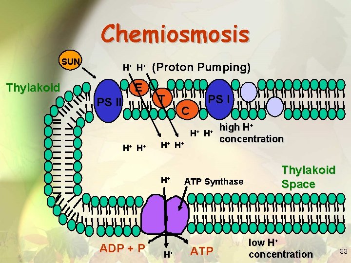 Chemiosmosis SUN H+ H + Thylakoid E PS II (Proton Pumping) T PS I
