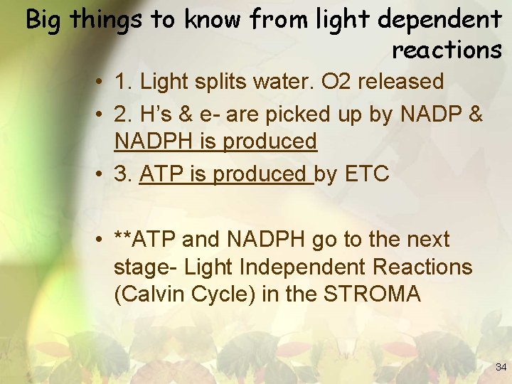 Big things to know from light dependent reactions • 1. Light splits water. O
