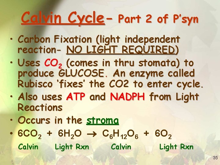 Calvin Cycle- Part 2 of P’syn • Carbon Fixation (light independent reaction- NO LIGHT