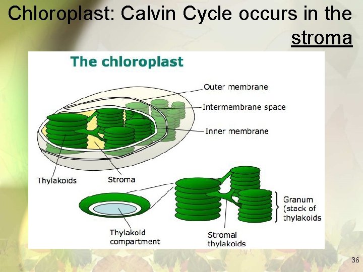 Chloroplast: Calvin Cycle occurs in the stroma 36 