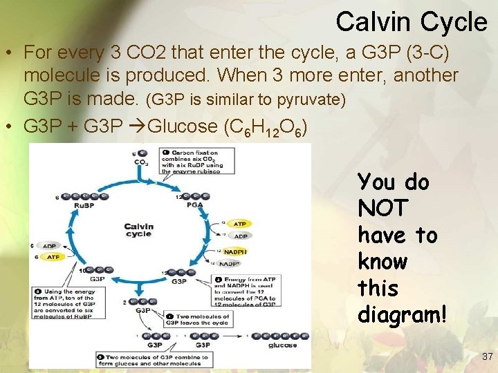 Calvin Cycle • For every 3 CO 2 that enter the cycle, a G