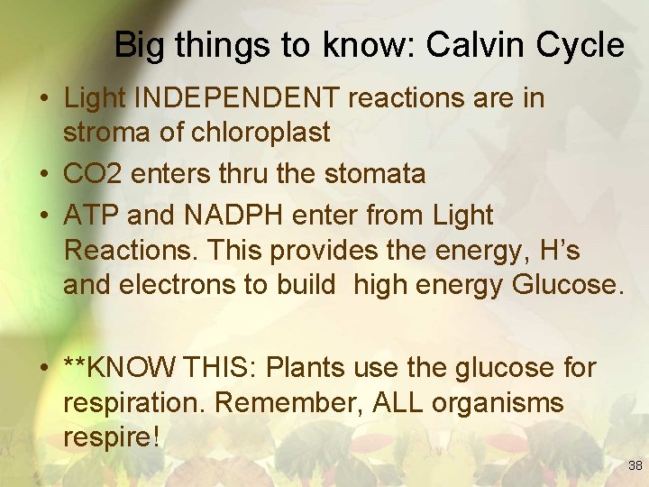 Big things to know: Calvin Cycle • Light INDEPENDENT reactions are in stroma of