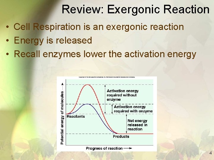 Review: Exergonic Reaction • Cell Respiration is an exergonic reaction • Energy is released