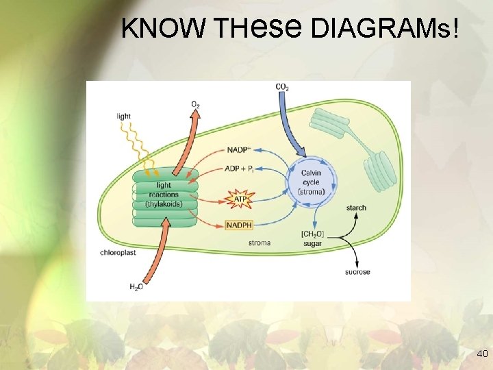 KNOW THese DIAGRAMs! 40 