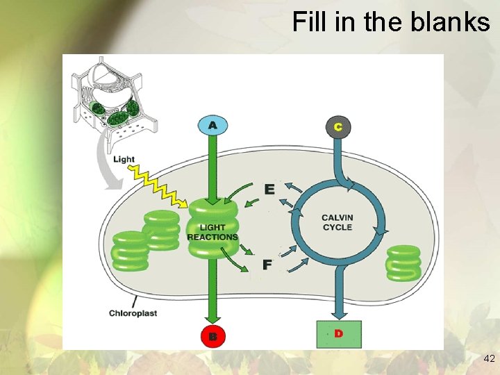Fill in the blanks 42 