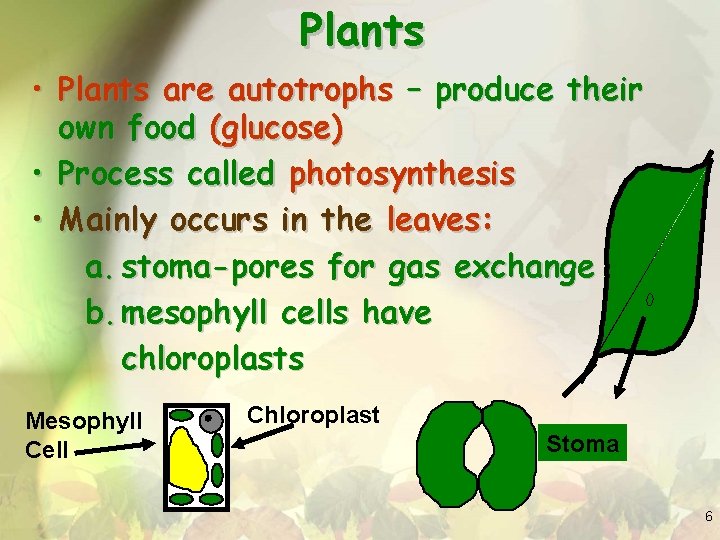 Plants • Plants are autotrophs – produce their own food (glucose) • Process called