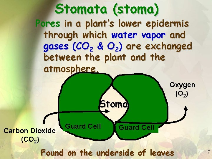 Stomata (stoma) Pores in a plant’s lower epidermis through which water vapor and gases