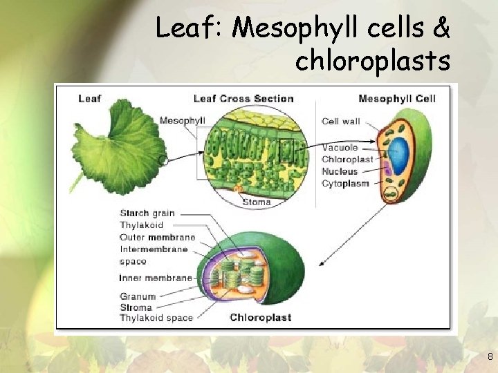 Leaf: Mesophyll cells & chloroplasts 8 