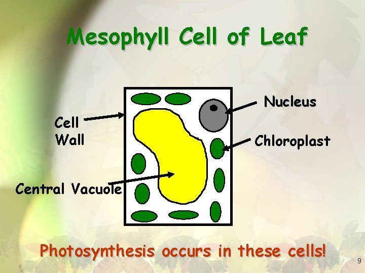 Mesophyll Cell of Leaf Nucleus Cell Wall Chloroplast Central Vacuole Photosynthesis occurs in these