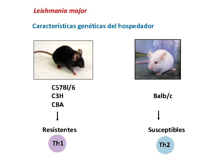 Leishmania major Características genéticas del hospedador C 57 Bl/6 C 3 H CBA Balb/c