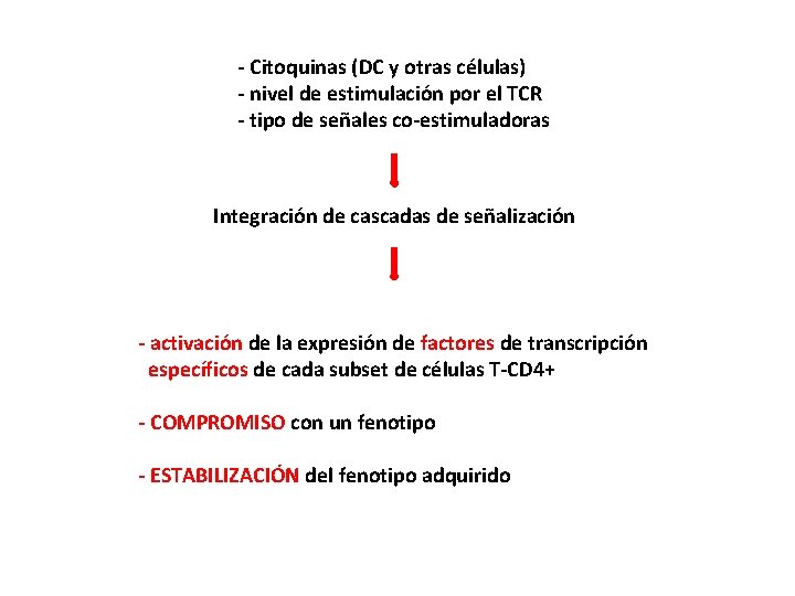 - Citoquinas (DC y otras células) - nivel de estimulación por el TCR -