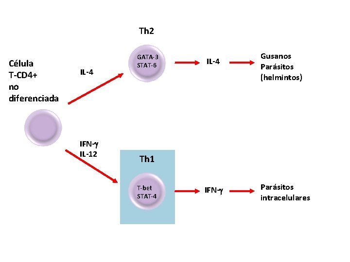 Th 2 Célula T-CD 4+ no diferenciada IL-4 IFN- IL-12 GATA-3 STAT-6 IL-4 Gusanos