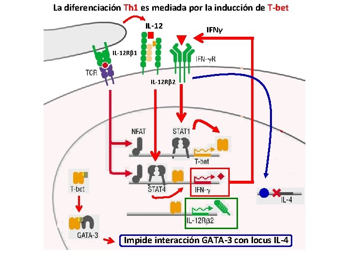 La diferenciación Th 1 es mediada por la inducción de T-bet IL-12 IFNγ IL-12