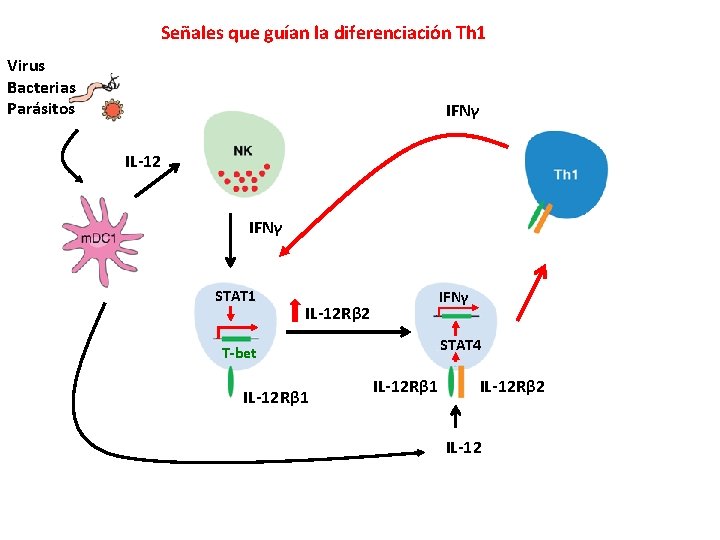 Señales que guían la diferenciación Th 1 Virus Bacterias Parásitos IFNγ IL-12 IFNγ STAT