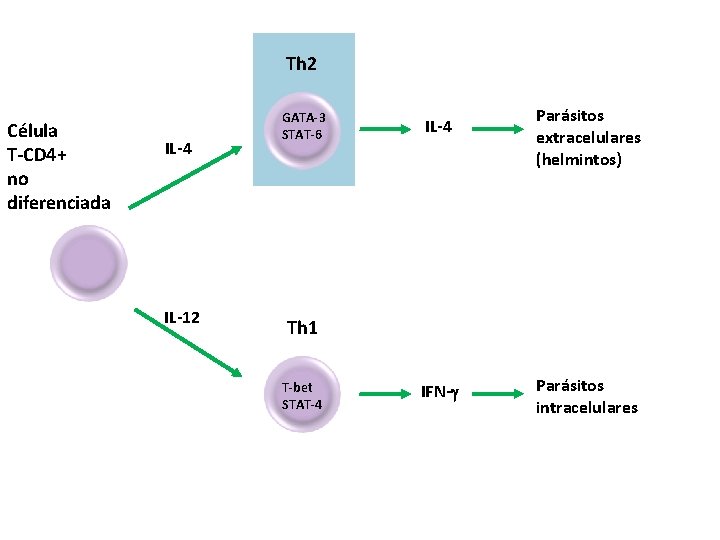 Th 2 Célula T-CD 4+ no diferenciada IL-4 IL-12 GATA-3 STAT-6 IL-4 Parásitos extracelulares