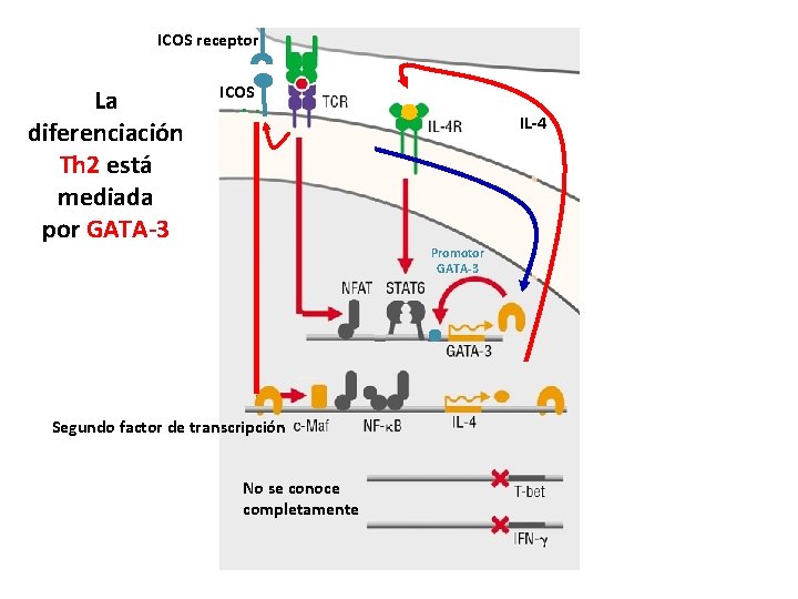 ICOS receptor La diferenciación Th 2 está mediada por GATA-3 ICOS IL-4 Promotor GATA-3