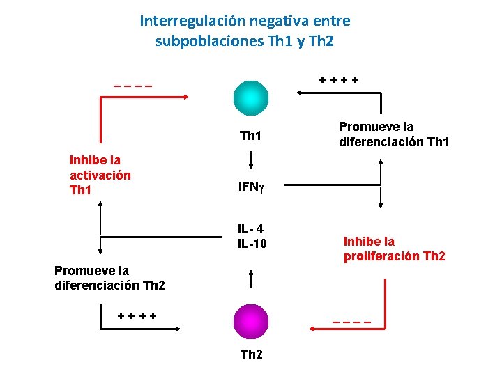 Interregulación negativa entre subpoblaciones Th 1 y Th 2 ++++ ____ Th 1 Inhibe