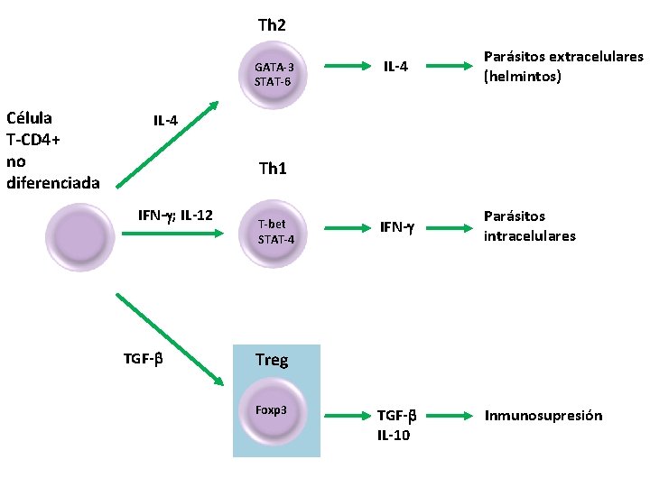 Th 2 GATA-3 STAT-6 Célula T-CD 4+ no diferenciada IL-4 Parásitos extracelulares (helmintos) IFN-