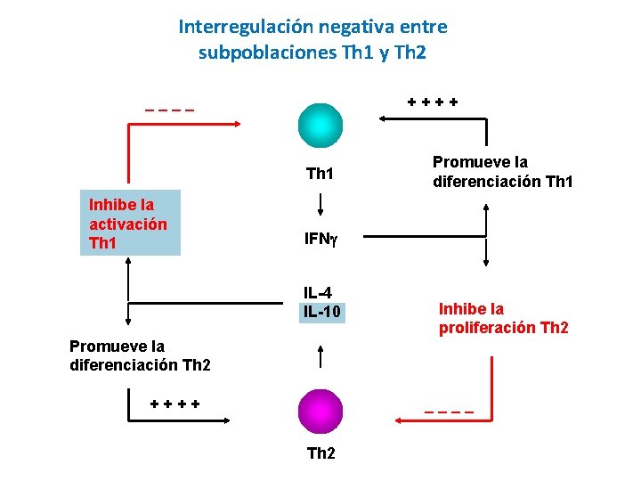 Interregulación negativa entre subpoblaciones Th 1 y Th 2 ++++ ____ Th 1 Inhibe