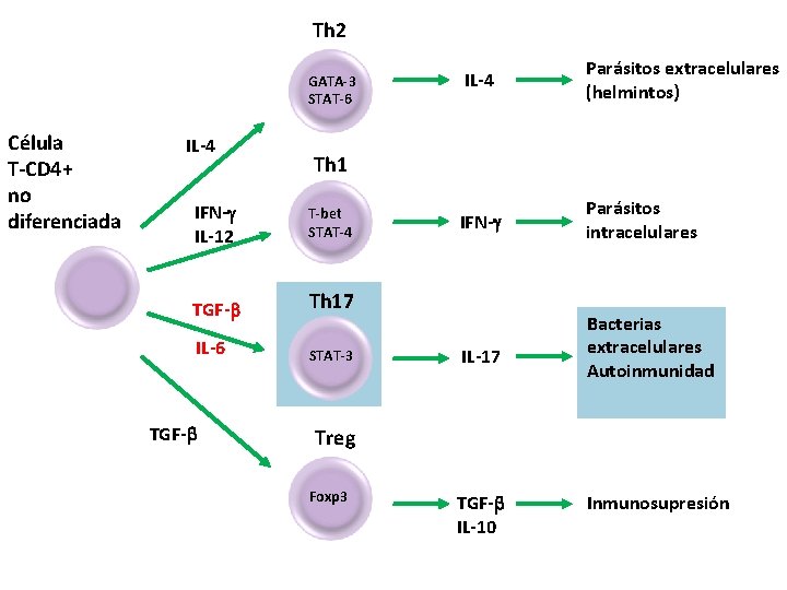 Th 2 GATA-3 STAT-6 Célula T-CD 4+ no diferenciada IL-4 IFN- IL-12 TGF- IL-6