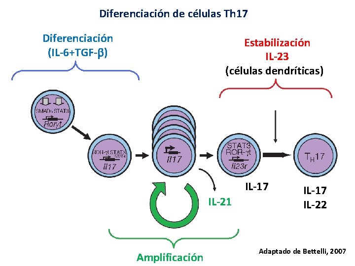 Diferenciación de células Th 17 Diferenciación (IL-6+TGF- ) Estabilización IL-23 (células dendríticas) IL-17 IL-21