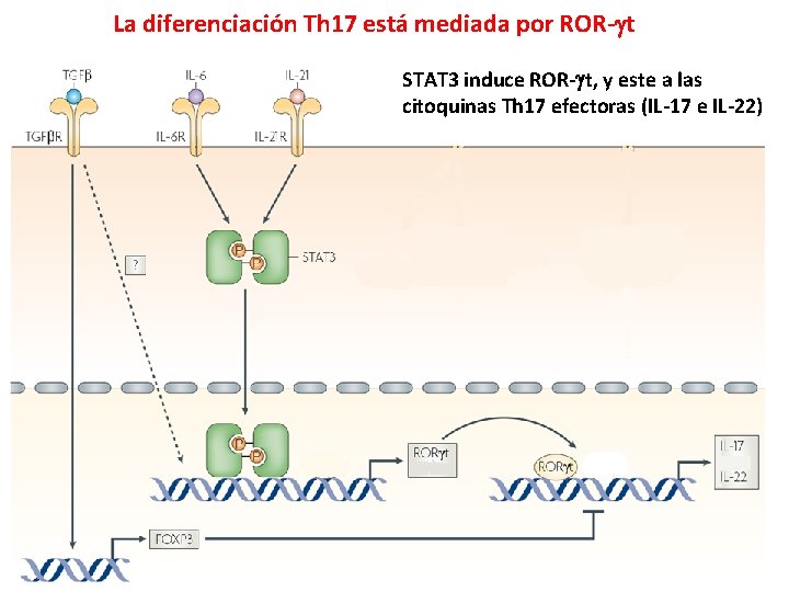 La diferenciación Th 17 está mediada por ROR- t STAT 3 induce ROR- t,