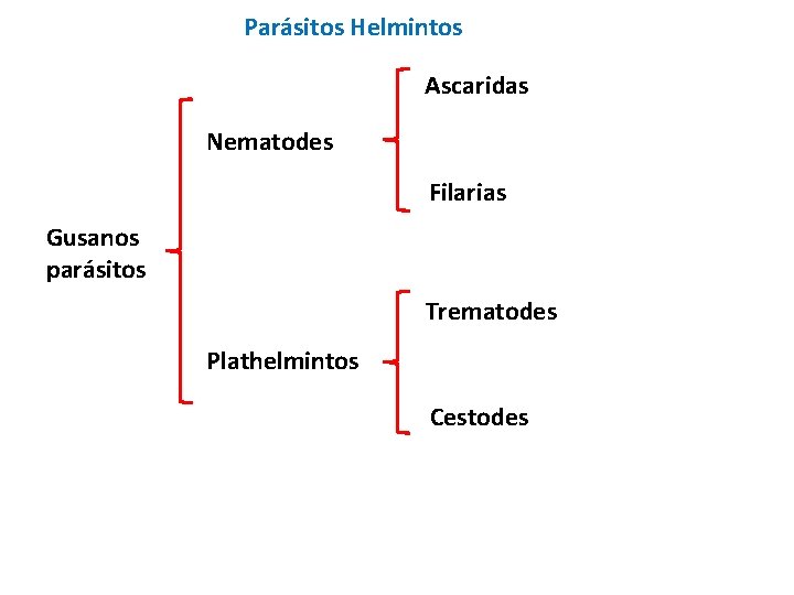 Parásitos Helmintos Ascaridas Nematodes Filarias Gusanos parásitos Trematodes Plathelmintos Cestodes 