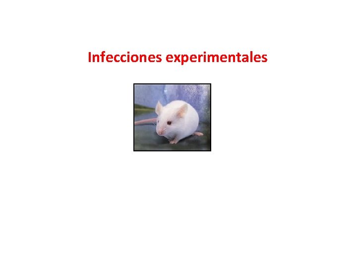Infecciones experimentales 