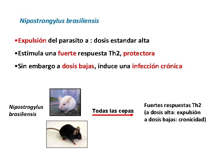 Nipostrongylus brasiliensis • Expulsión del parasito a : dosis estandar alta • Estimula una