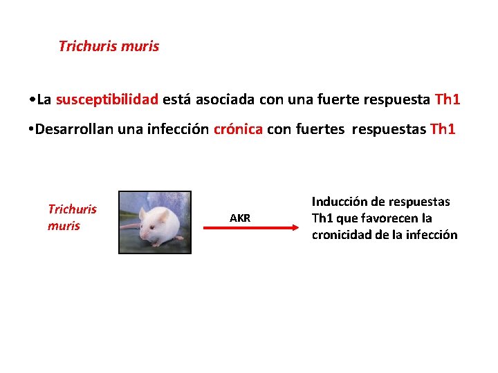 Trichuris muris • La susceptibilidad está asociada con una fuerte respuesta Th 1 •