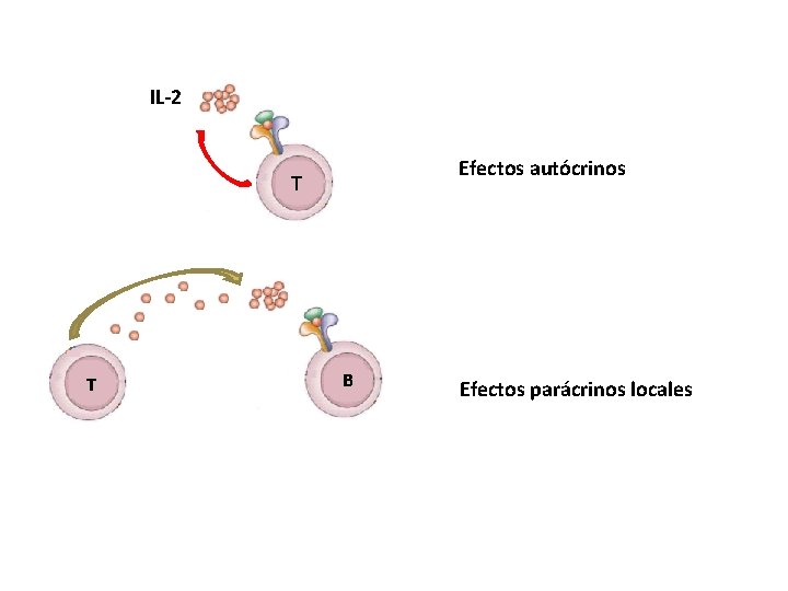 IL-2 Efectos autócrinos T T B Efectos parácrinos locales 