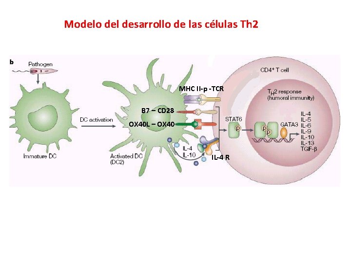 Modelo del desarrollo de las células Th 2 MHC II-p -TCR B 7 –