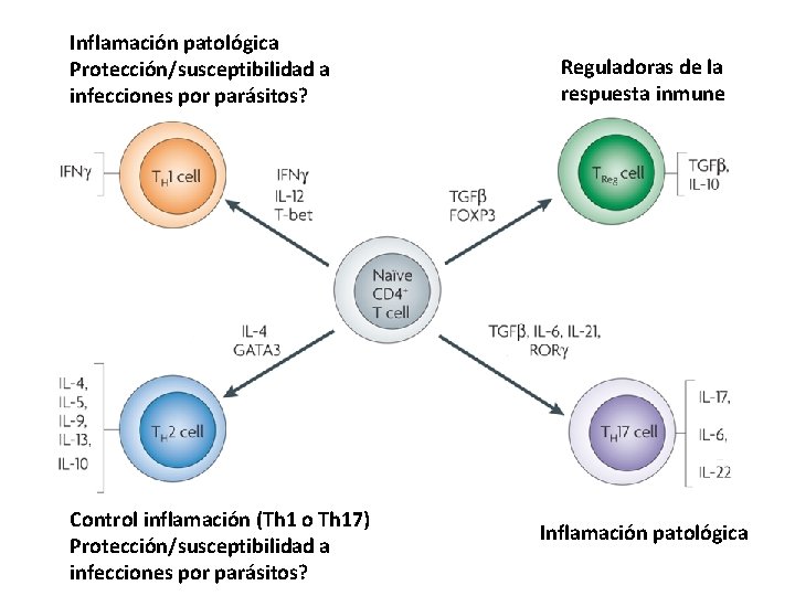 Inflamación patológica Protección/susceptibilidad a infecciones por parásitos? Control inflamación (Th 1 o Th 17)