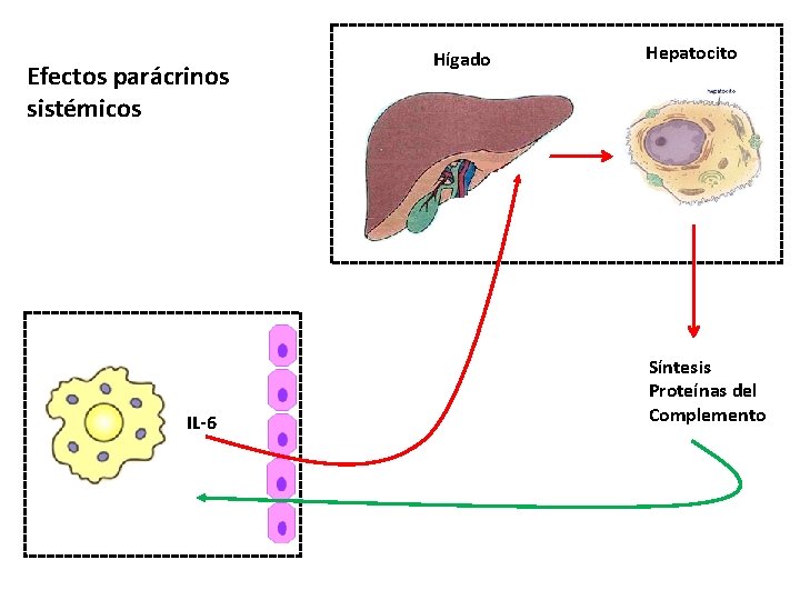 Efectos parácrinos sistémicos IL-6 Hígado Hepatocito Síntesis Proteínas del Complemento 