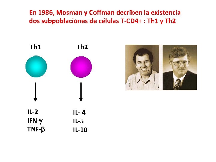 En 1986, Mosman y Coffman decriben la existencia dos subpoblaciones de células T-CD 4+