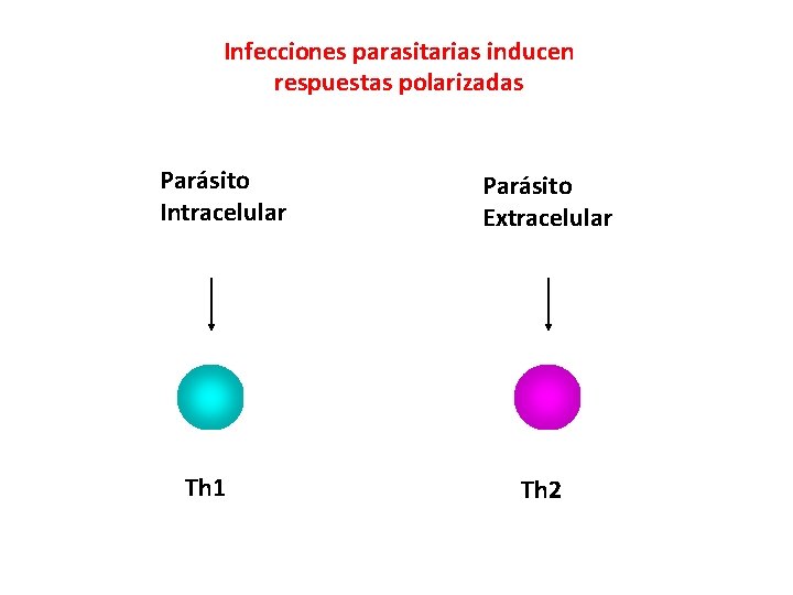 Infecciones parasitarias inducen respuestas polarizadas Parásito Intracelular Th 1 Parásito Extracelular Th 2 