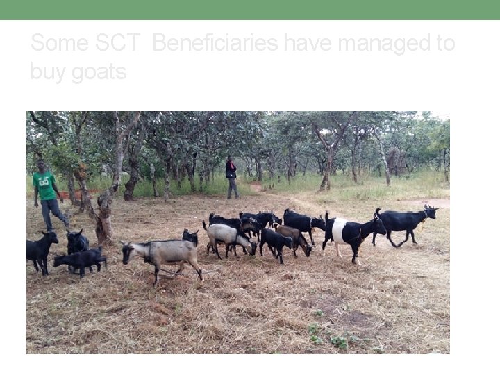 Some SCT Beneficiaries have managed to buy goats 
