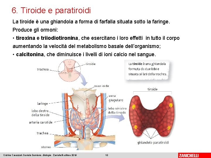 6. Tiroide e paratiroidi La tiroide è una ghiandola a forma di farfalla situata