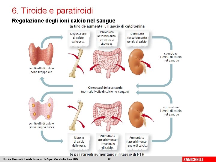 6. Tiroide e paratiroidi Regolazione degli ioni calcio nel sangue Cristina Cavazzuti, Daniela Damiano,
