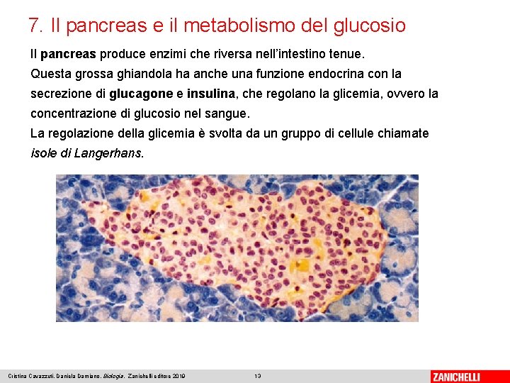 7. Il pancreas e il metabolismo del glucosio Il pancreas produce enzimi che riversa