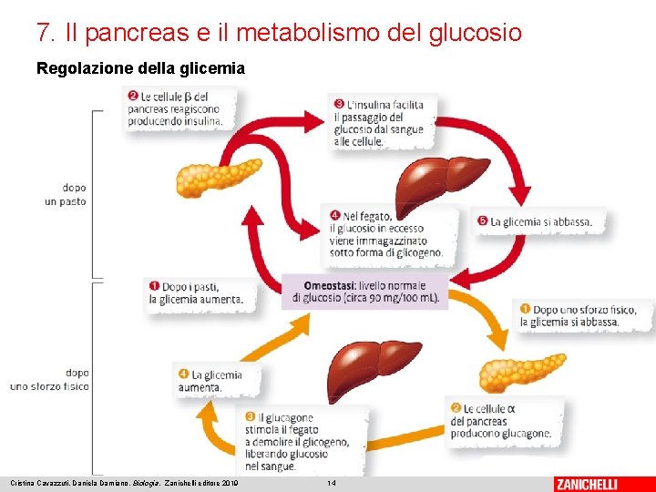 7. Il pancreas e il metabolismo del glucosio Regolazione della glicemia Cristina Cavazzuti, Daniela