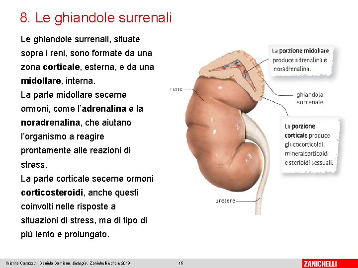 8. Le ghiandole surrenali, situate sopra i reni, sono formate da una zona corticale,