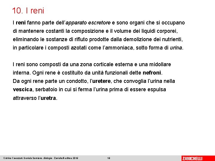 10. I reni fanno parte dell’apparato escretore e sono organi che si occupano di