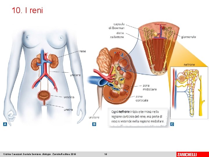 10. I reni Cristina Cavazzuti, Daniela Damiano, Biologia, Zanichelli editore 2019 19 