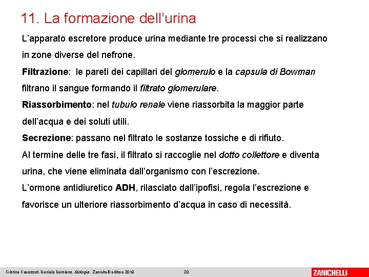 11. La formazione dell’urina L’apparato escretore produce urina mediante tre processi che si realizzano